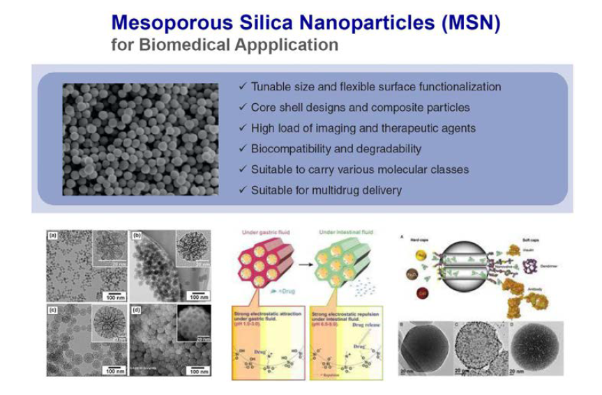 생체적용 메조포러스실리카 나노입자 약물전달시스템 활용 예