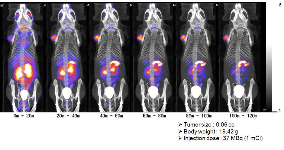 SNUBH-NM-505의 liver tumor xenograft model에서의 SPECT 분자영상 평가