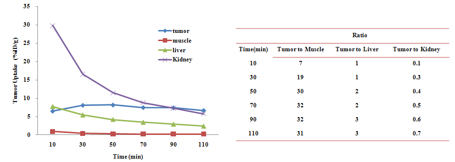 SNUBH-NM-505의 Liver tumor model에서의 SPECT 분자영상