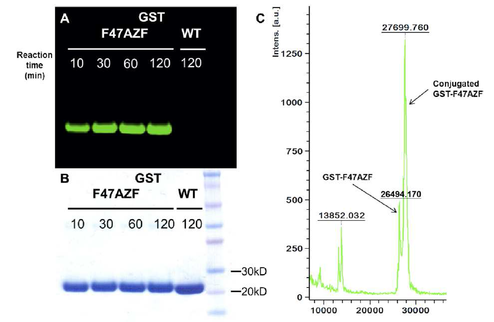 (A, B) 아지드 기-함유 비천연미노산을 포함하는 글루타치온-S-전이효소가 표지시약(labeling reagent)인 Cy5.5-ADIBO 에 의하여 표지되었음을 보여주는 분석결과. (C) 세포 조추출물에 포함된 아지드 기-함유 비천연 아미노산을 포함하는 글루타치온-S-전이효소의 표지 및 분석 결과.