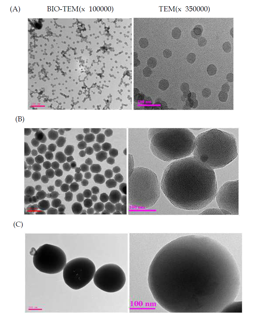 사이즈별 MSN 나노입자의 TEM사진
