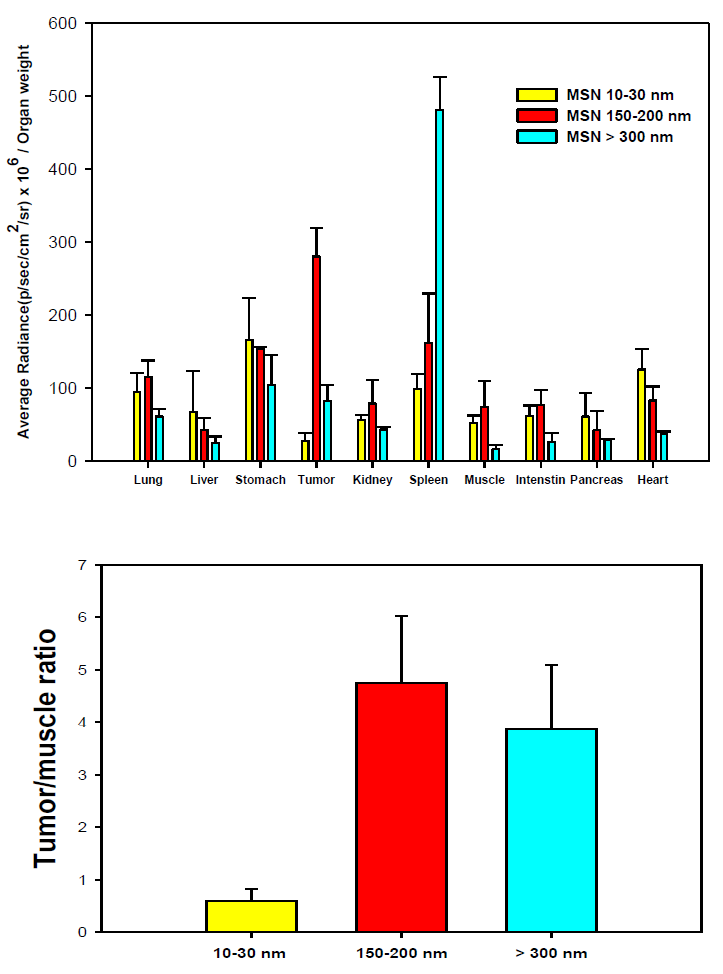 파티클에 따른 각 장기의 Average Radiance/weight 분석 그래프와 Tumor/muscle ratio 비교 그래프