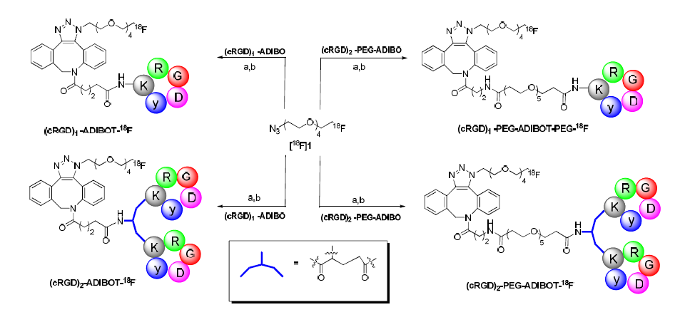 클릭 반응을 이용한 4종류의 F-18로 표지된 RGD 유도체