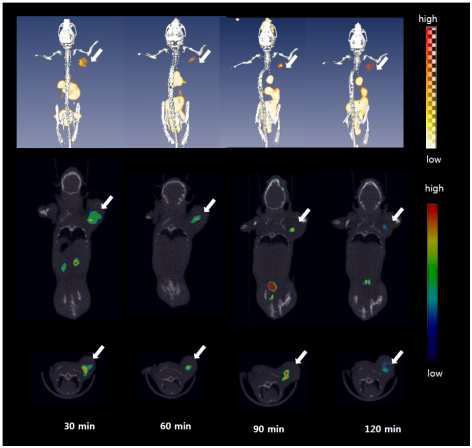 1.8 MBq 의 cRGD1-ADIBOT-18F을 i.v. 인젝션한 마우스를 30, 60, 90, 120분으로 micro PET/CT 이미지