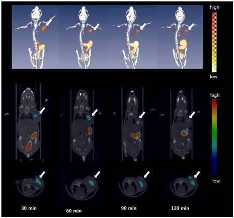 1.8 MBq 의 cRGD1-PEG-ADIBOT-18F을 i.v.인젝션한 마우스를 30, 60, 90, 120분으로 micro PET/CT 이미지