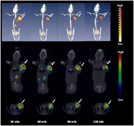 1.8 MBq의 cRGD2-PEG-ADIBOT-18F을 i.v.인젝션한 마우스를 30, 60, 90, 120분으로 micro PET/CT 이미지