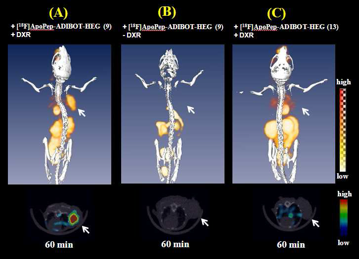 다음은 (A) 약물을 처리하고 9 compound 인젝한 경우. (B) 약물을 처리하지 않고 9 compound 인젝한 경우. (C) 약물을 처리하고 B(13) compound 인젝한 경우에 얻어지는 60분 PET/CT 영상
