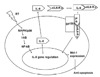 방사선에 의해 유도되는 인터루킨-6의 신호전달 및 발현