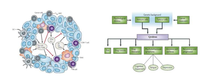 종양미세환경에서 사이토카인에 의한 면역 세포 (좌) 및 암세포의 변화 (우)