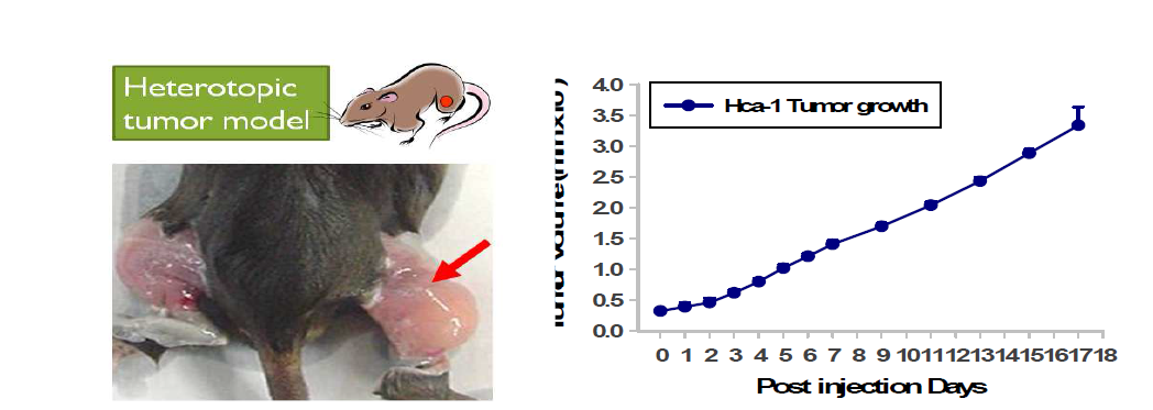 Heterotopic HCa-Ⅰ 동물 모델과 종양성장 양상. 종양은 왼쪽 사진과 같이 Hca-Ⅰ을 주입한 근육 내부 (화살표) 에서 종양을 형성하여 자라기 시작하 고 오른쪽 그래프와 같이 종양의 성장 속도가 빠르기 때문에 동물실험에 적합.
