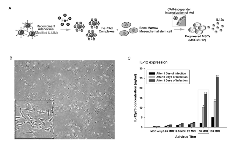 유전자 조작 된 MSCs-IL12 의 생산 과정과 (A) 세포의 정상적인 성 장 상태의 형태학적 확인 (B) 및 생산 된 MSCs-IL12 의 IL-12 발현능력정도 의 측정 (C). MCSs-IL12에서 IL-12의 발현 농도나 지속시간이 유의성 있게 증가하는 것을 확인 할 수 있음 (C)