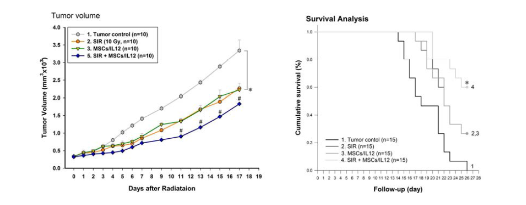 방사선 조사와 유전자 조작 MSCs/IL12의 병행 치료에 의한 종양 성장 의 억제 (왼쪽) 및 생존률의 증가 (오른쪽). SIR: 10 Gy single irradiation