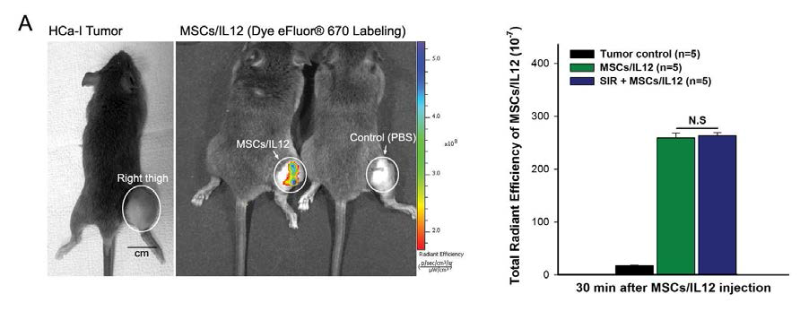 MSCs/IL12의 성공적인 주입을 비 침습적 방법으로 확인 (왼쪽) 및 동물 그룹에 관계없이 동일한 양의 MSCs/IL12의 주입을 확인 (오른쪽). SIR: 10 Gy single irradiation