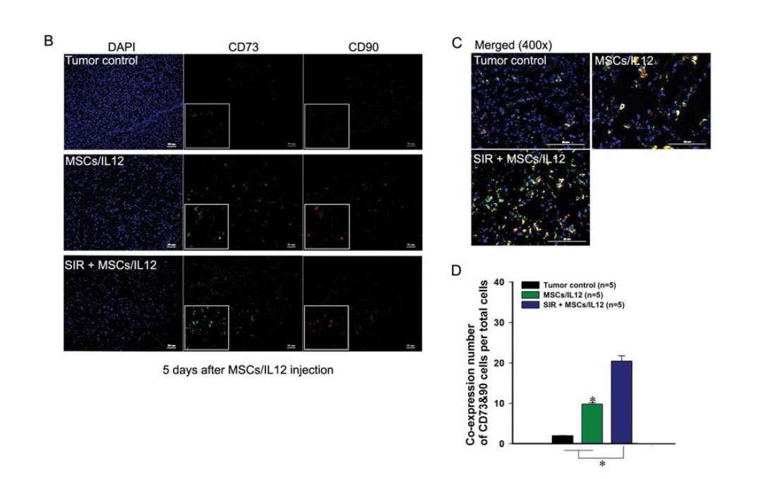 방사선 조사와 MSCs/IL12의 병행치료에 의한 종양 미세환경 내 MSCs/IL12의 종양 내 상주 증가여부 확인. SIR: 10 Gy single irradiation