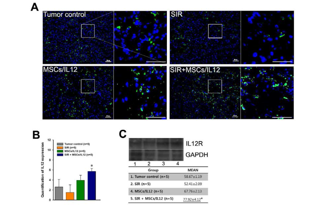 방사선 조사와 MSCs/IL12의 병행 처리에 의한 종양 미세환경 내 IL12 증 가. SIR: 10 Gy single irradiation