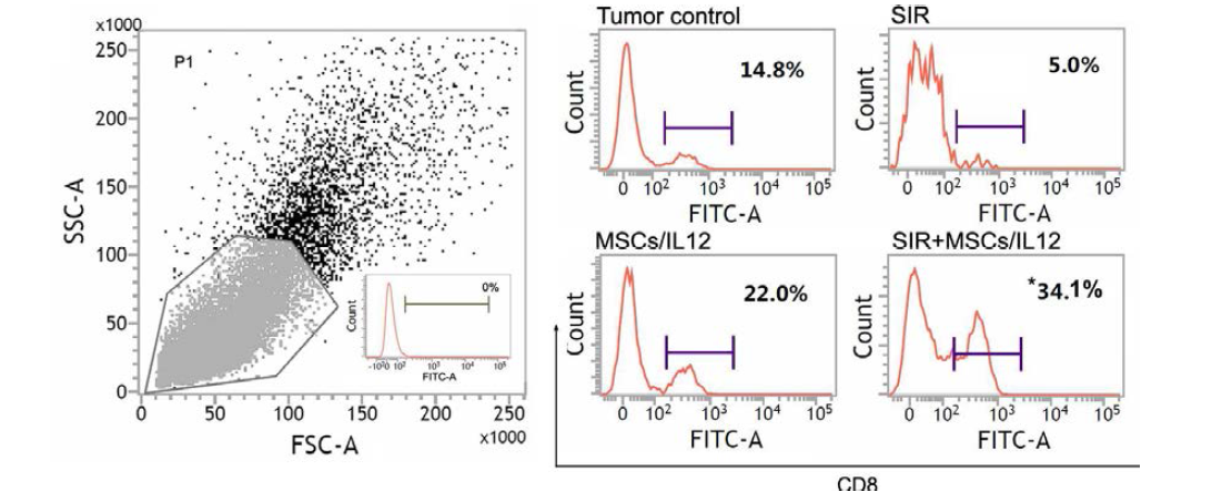 방사선 조사와 MSCs/IL12의 병행 처리에 의한 종양 미세환경 내 CD8+ T 세포의 증가. SIR: 10 Gy single irradiation