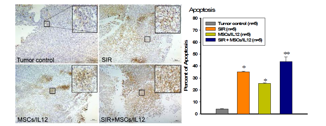 방사선 조사와 MSCs/IL12의 병행 처리에 의한 종양 미세환경 내 세포 사멸의 증가. SIR: 10 Gy single irradiation