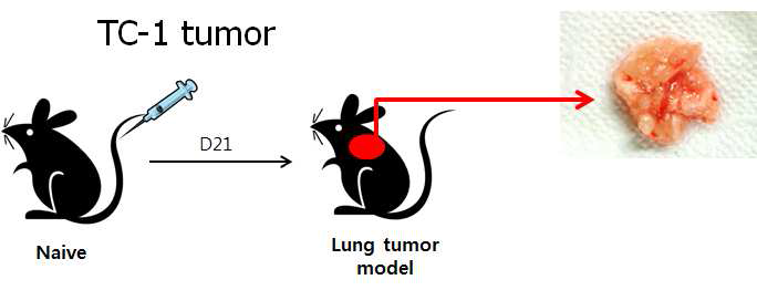 TC-1 동물 종양 모델 구축