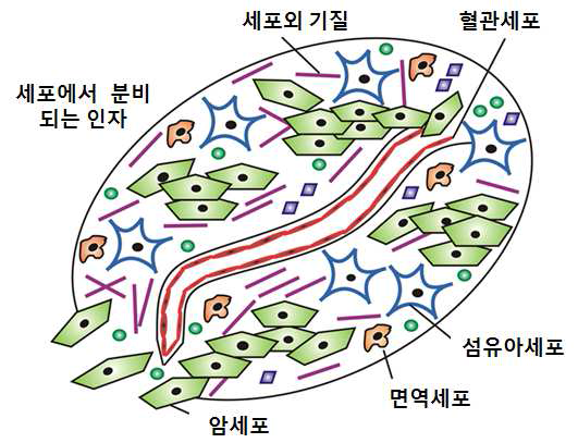 종양미세환경을 구성하는 세포들