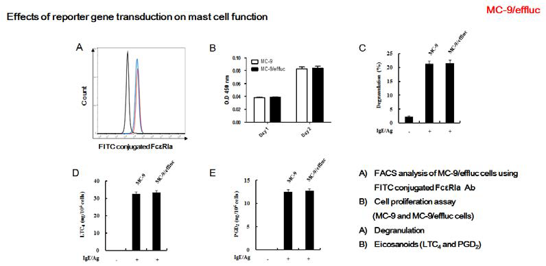 Effects of viral infection on mast cell function
