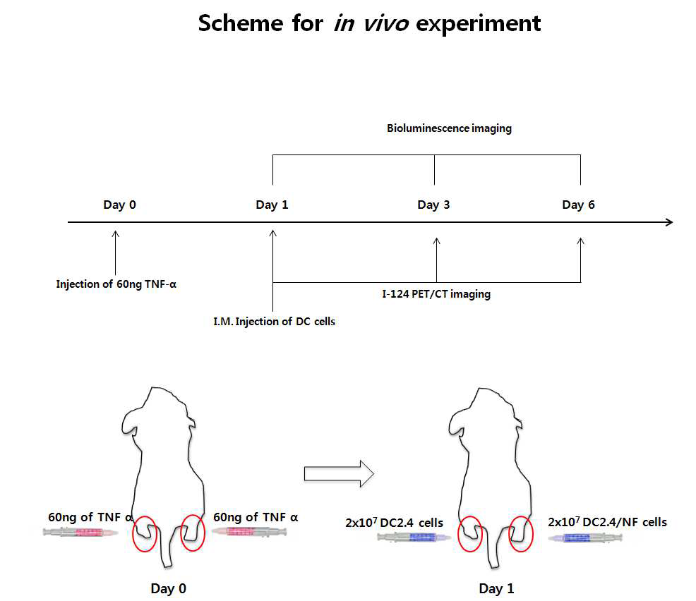 Scheme for in vivo experiment