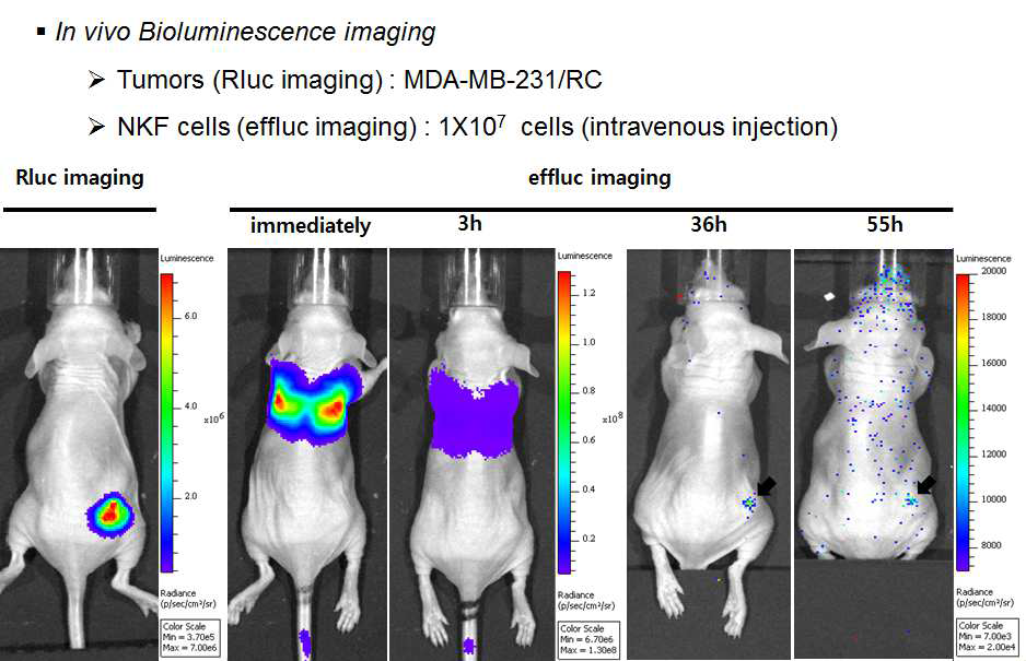 in vivo BLI imaging of NK92/MI cells
