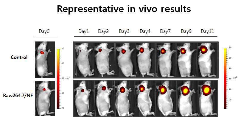 In vivo monitoring of tumor progression with mcherry gene