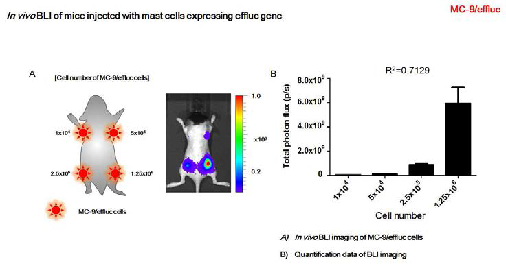 in vivo BLI of mice injected with mast cell expressing effluc gene