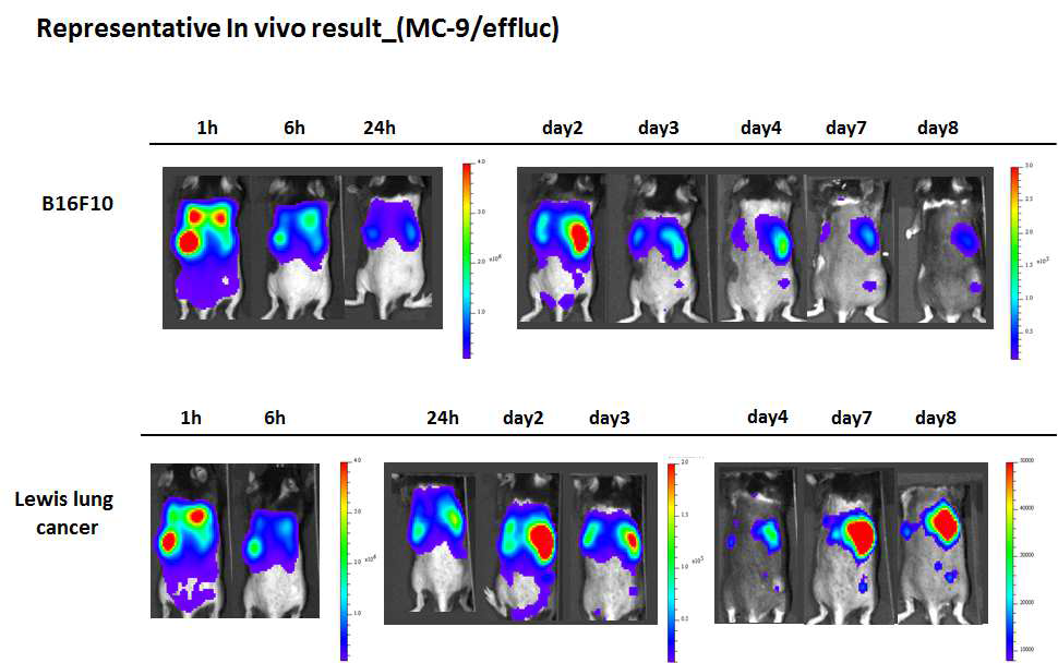 Tracking of mast cell migration to tumor lesion
