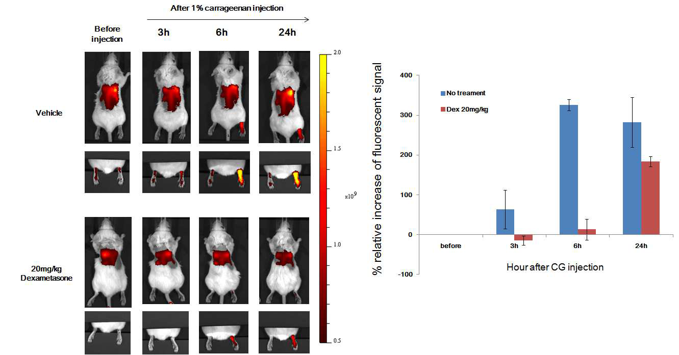 Imaging of macrophage migration to CG-injected footpad and evaluation of therapeutic efficacy of dexamethasone