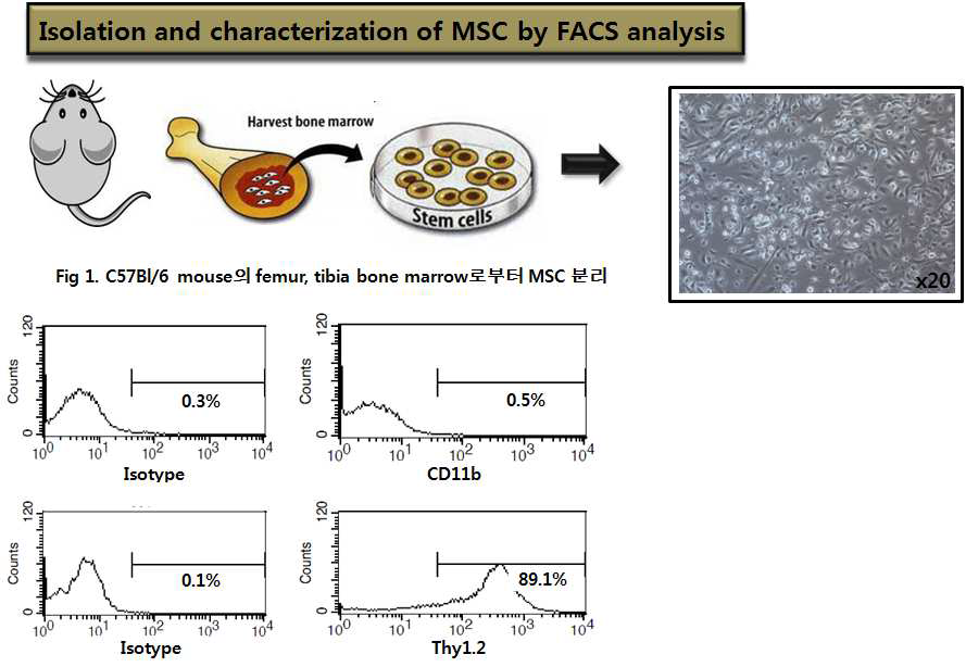 Isolation and characterization of MSC by FACS analysis