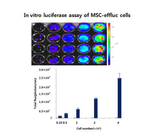 In vitro luciferase assay of MSC-effluc cells