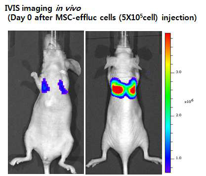 In vivo imaging of MSC-effluc cells