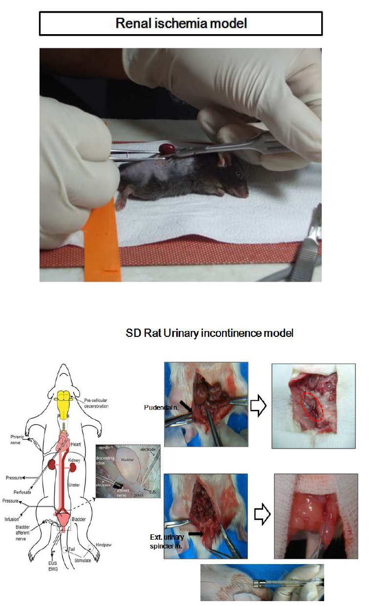 acute renal failure model과 urinary incontinence rat model