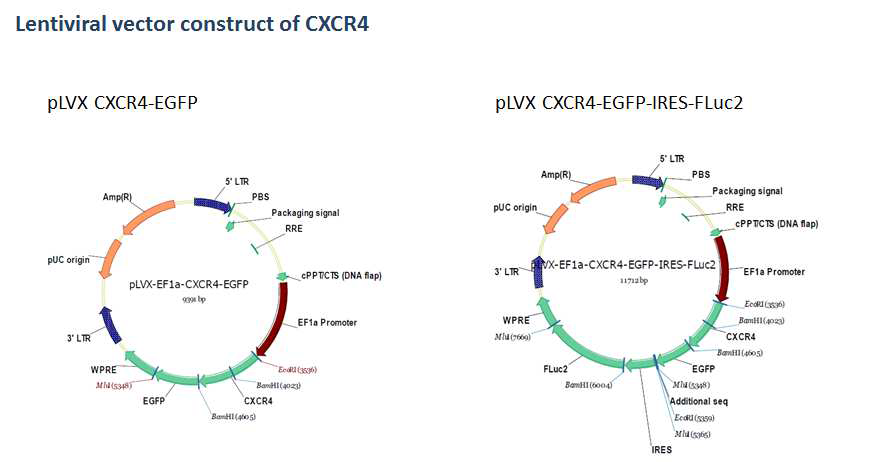 viral vector co-expressing CXCR4, Luc2, EGFP genes