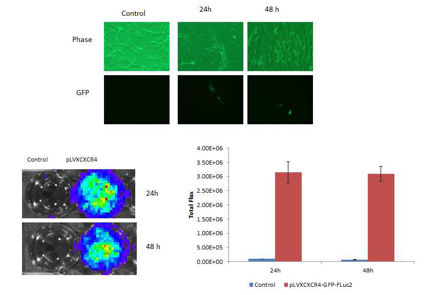 GFP and luciferase activity in transfected cells