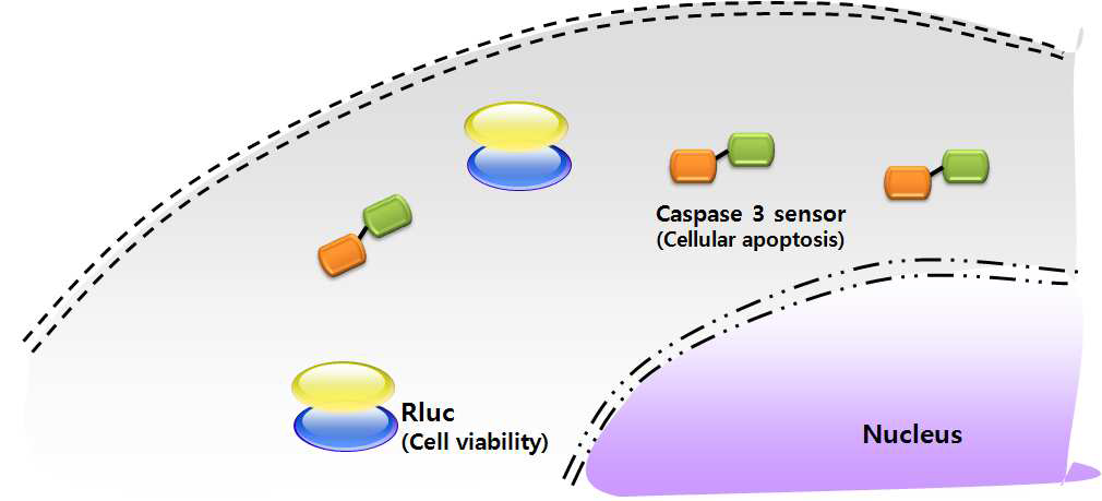 Animation of cancer cells expressing caspase-3 sensor and Rluc gene