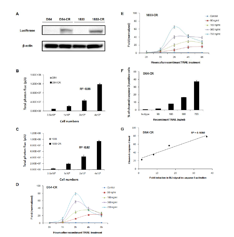 Reporter gene expression and functional assay of caspase-3 sensor