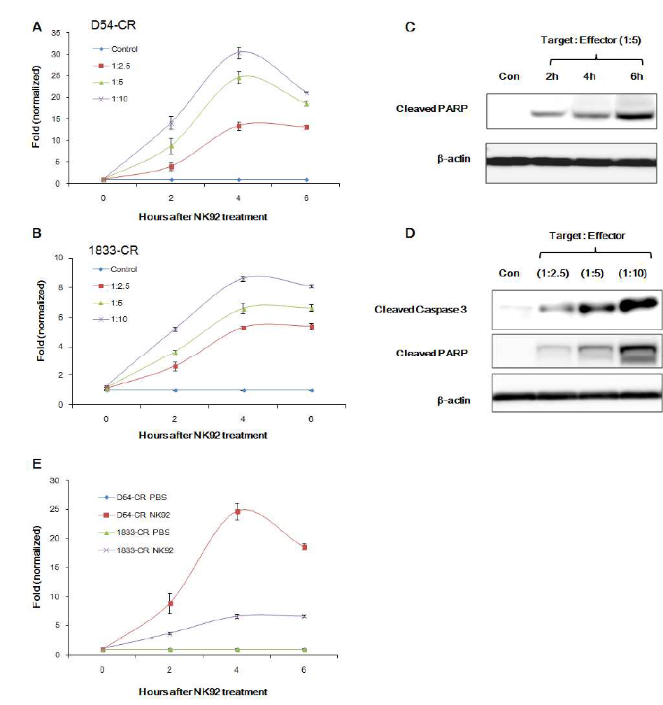 Monitoring of Caspase-3 activation by TRAIL and NK
