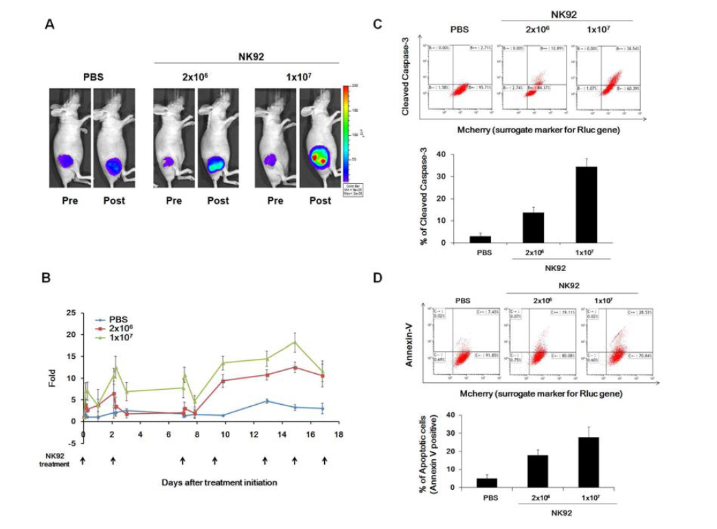 Serial monitoring of caspase-3 activation by NK therapy