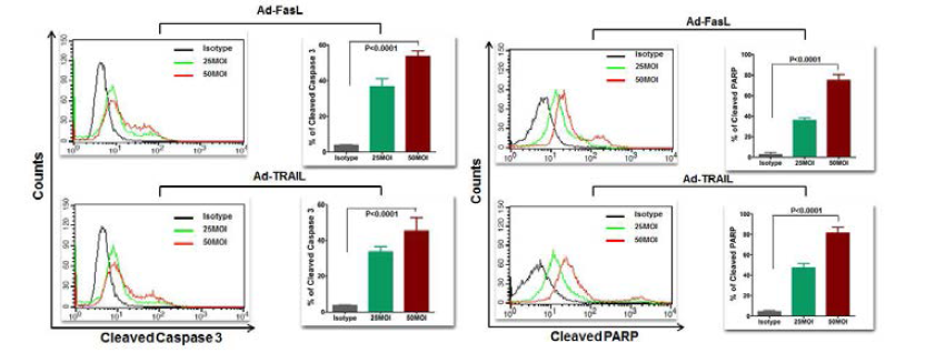 Levels of cleaved PARP and caspase-3 in glioma treated with either Ad-Fas or Ad-TRAIL