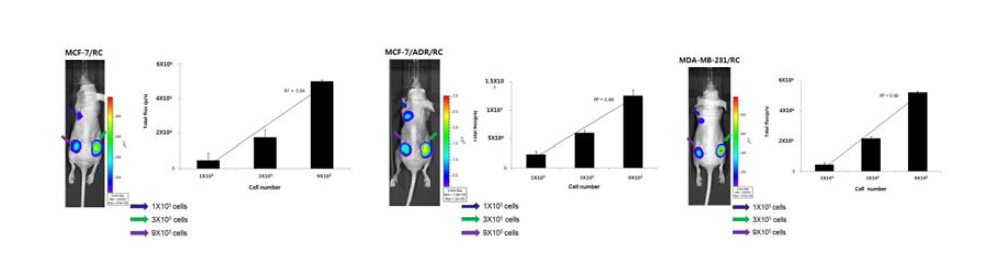 in vivo imaging of tumor following s.c implantation