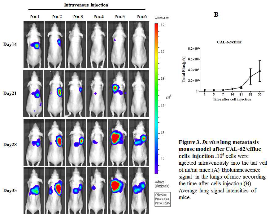 In vivo monitoring of tumor progression via intravenous injection of Cal62-effluc cells