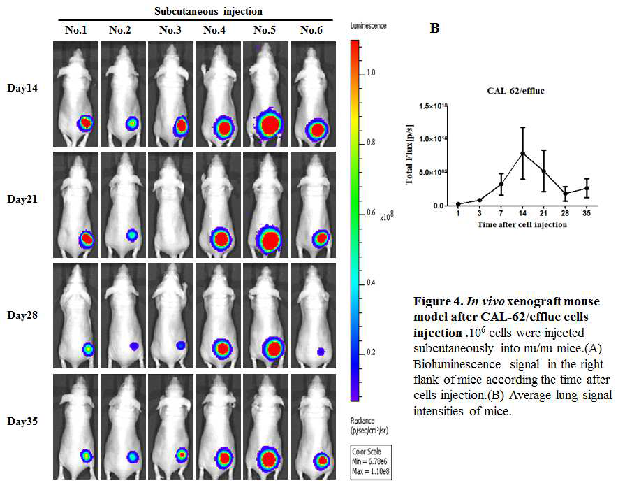 In vivo monitoring of tumor progression via subcutaneous injection of Cal62-effluc cells