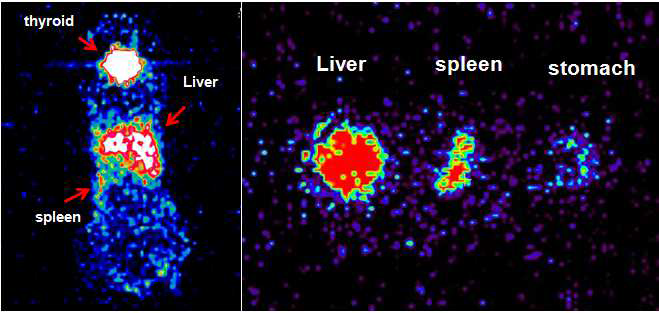 3일 후 micro-PET를 통해 확인한 Exosome-[124I]HIB 이 주입된 mouse image 와 장지적출 후 확인 한 organ image