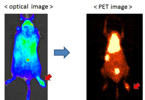 염증모델에서의 리포좀에 대한 광학영상과 PET
