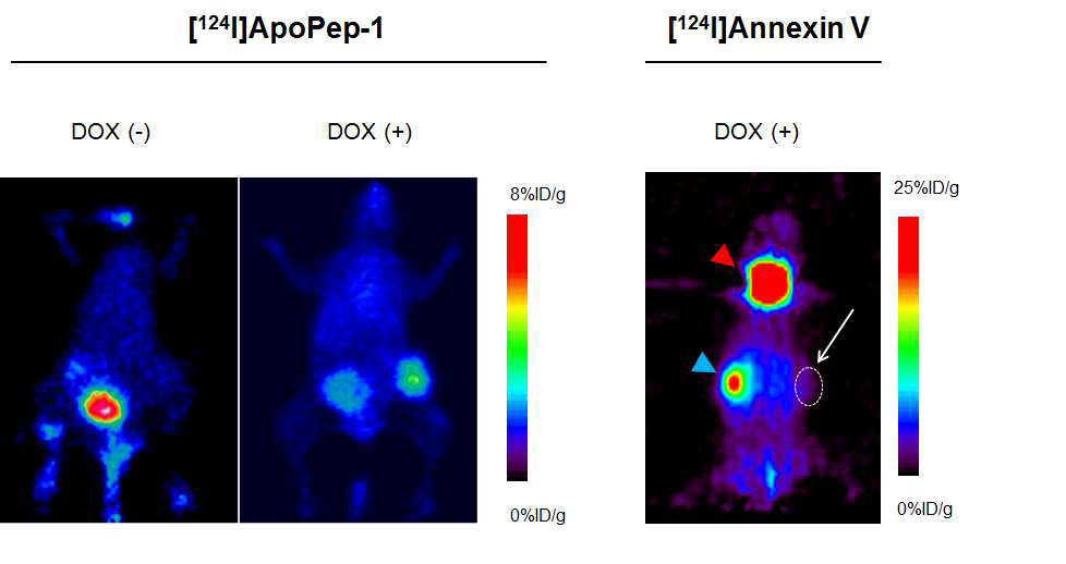 PET을 이용한 [124I]ApoPep-1과 [124I]Annexin V 비교