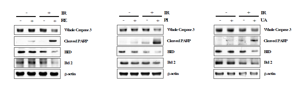 Western blot analysis of apoptotic marker proteins in CT26 cells exposed to 15 Gy of γ-irradiation and ursolic acid, resveratrol or piperine for 24 h