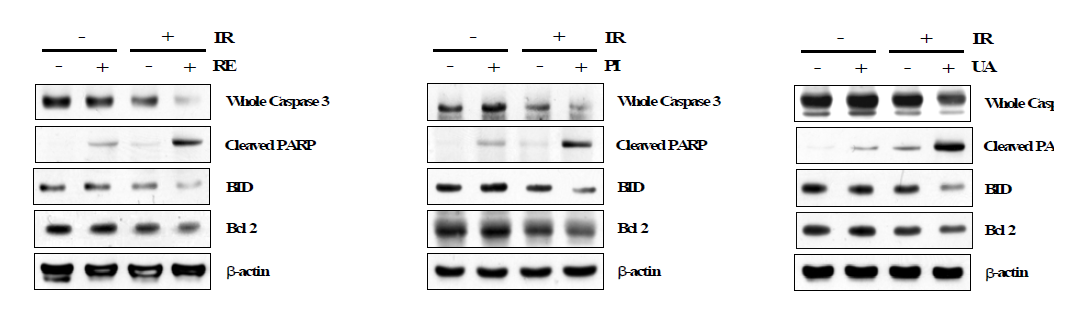 B16F10 세포의 방사선 조사 및 natural products (ursolic acid, reveratrol, piperine) 에 의한 apoptosis 작용 기전