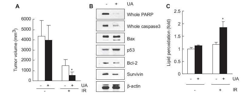 B16F10 세포가 이식된 mice에 방사선 조사 및 UA 의 민감화 효과